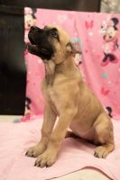 Beautiful female Corsos