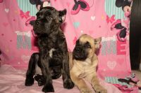 Beautiful female Corsos