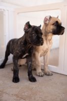 Beautiful female Corsos