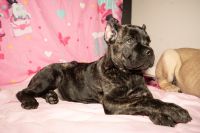 Cane Corso Puppies for sale in Phoenix, AZ 85051, USA. price: $2,000