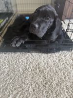 Cane corso puppy