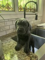 8 week old Cane Corso Puppies