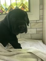 8 week old Cane Corso Puppies