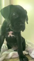 8 week old Cane Corso Puppies