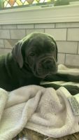 Cane Corso Puppies for sale in Buffalo, NY, USA. price: $1,200
