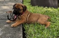 Pink Collar -“Glo”