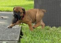 Cane Corso Puppies for sale in Shenandoah, LA, USA. price: $2,500