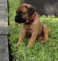 Pink Collar -“Glo”