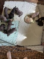 Cane Corso Puppies for sale in 624 Minton Hollow Rd, New Tazewell, TN 37825, USA. price: $1,000