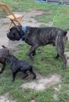 Looking for a furever home