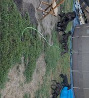 Looking for a furever home