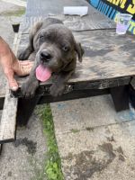 Cane Corso Puppies for sale in Buffalo, NY, USA. price: $600
