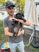 Looking for a furever home