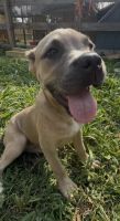 Cane Corso Puppies for sale in Davenport, IA, USA. price: $500