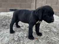 Cane Corso Puppies for sale in Laveen Village, Phoenix, AZ, USA. price: $800