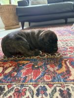 Cane Corso Puppies for sale in Ponchatoula, LA, USA. price: $1,000