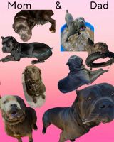 Cane Corso Puppies for sale in Staunton, VA 24401, USA. price: $1,000