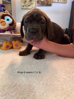 Cane Corso Italian Mastiff puppies