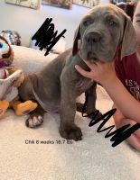 Cane Corso Italian Mastiff puppies