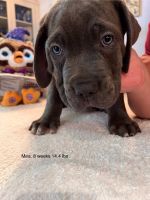 Cane Corso Italian Mastiff puppies