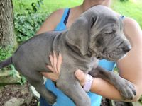 ICCF REGISTERED CANE CORSO/ITALIAN MASTIFF