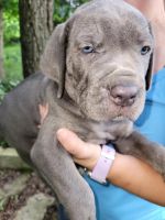 Cane Corso Puppies for sale in Mitchell, IN 47446, USA. price: $1,500