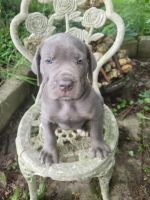 ICCF REGISTERED CANE CORSO/ITALIAN MASTIFF