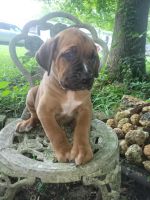 ICCF REGISTERED CANE CORSO/ITALIAN MASTIFF