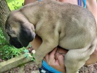 Cane Corso Puppies for sale in Mitchell, IN 47446, USA. price: $1,250