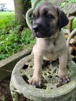 ICCF REGISTERED CANE CORSO/ITALIAN MASTIFF