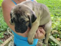 ICCF REGISTERED CANE CORSO/ITALIAN MASTIFF