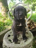 ICCF REGISTERED CANE CORSO/ITALIAN MASTIFF