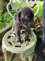 ICCF REGISTERED CANE CORSO/ITALIAN MASTIFF
