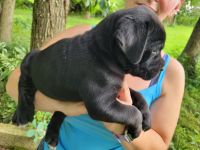 Cane Corso Puppies for sale in Mitchell, IN 47446, USA. price: NA