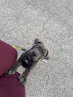 9 week old full bred puppy for sell