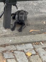 9 week old full bred puppy for sell