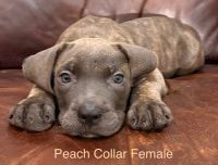Cane Corso Puppies for sale in La Plata, MD 20646, USA. price: $500