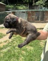 Cane Corso Puppies for sale in Pikeville, KY 41501, USA. price: NA
