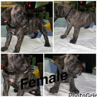 Cane Corso x Pressa Canario