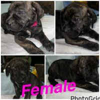 Cane Corso x Pressa Canario
