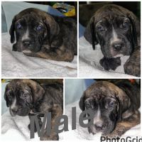 Cane Corso x Pressa Canario