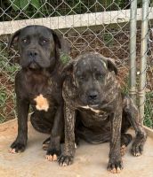 Cane Corso Puppies for sale in Woodleaf, NC 27054, USA. price: $1