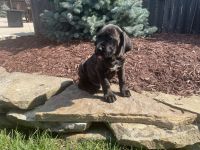 Cane Corso Puppies for sale in Grabill, IN 46741, USA. price: $900