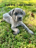 Cane Corso Puppies for sale in Austin, KY 42123, USA. price: $900