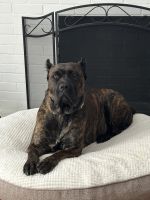 Cane Corso Puppies for sale in Dallas, TX, USA. price: NA