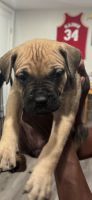 Cane Corso Puppies for sale in Essex, MD 21221, USA. price: $1,200