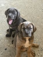 Cane Corso Puppies for sale in Hephzibah, GA 30815, USA. price: $1