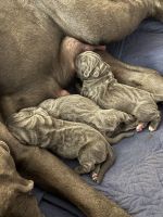 Cane Corso Puppies for sale in Bakersfield, CA 93304, USA. price: $1,200