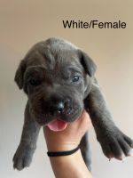Cane Corso Puppies for sale in Gwinn, MI 49841, USA. price: $1,500