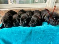 Cane Corso Puppies for sale in Dallas, TX, USA. price: $1,900
